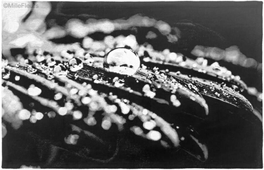 Morning Dew Wandtapijten Hedendaagse Kunstwerken - Mille Fleurs Tapestries