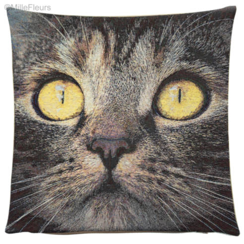Yellow-eyed Cat