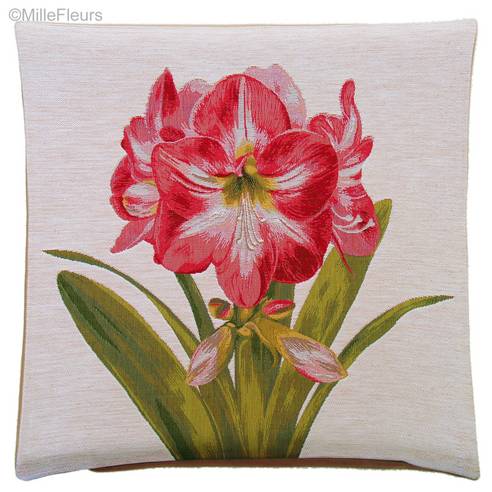 Één Amaryllis