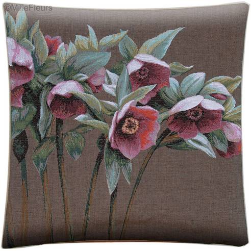 Helleborus